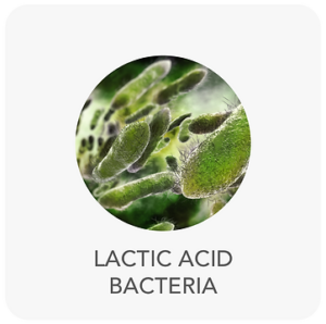 ing-lactic-acid